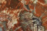 Vibrantly Colored, Polished Petrified Wood Section - Arizona #95065-1